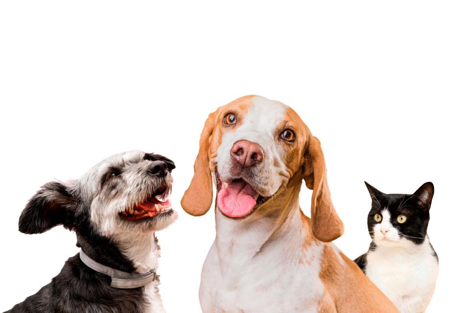 Tratamiento de trastornos de ansiedad y conductas agresivas